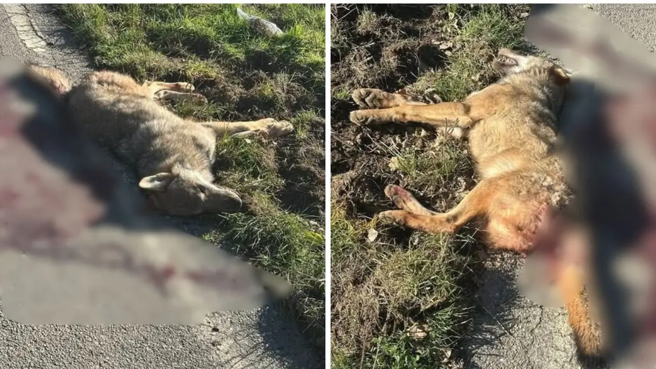 Rinvenuta carcassa di un lupo sulla Statale 108 bis nei pressi di Lorica\n