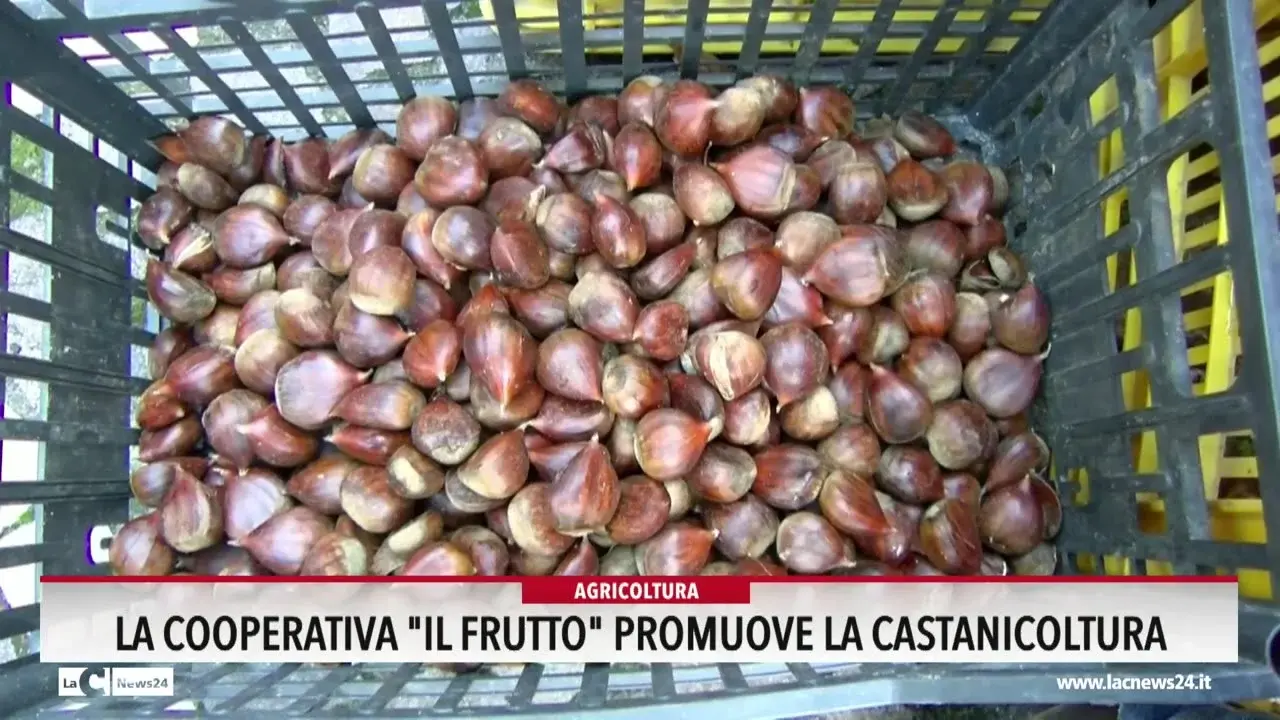 La cooperativa \"Il frutto\" promuove la castanicoltura