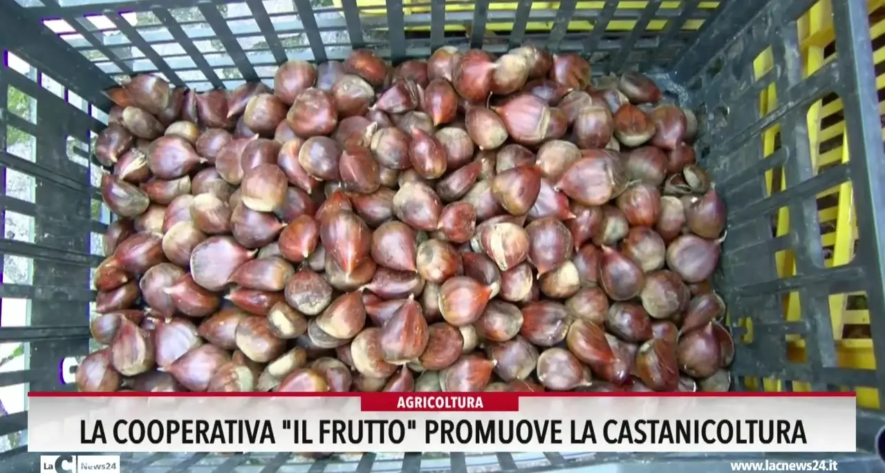 La cooperativa \"Il frutto\" promuove la castanicoltura
