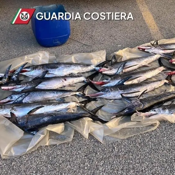 Pesce spada sottomisura, la Guardia costiera di Vibo sequestra 17 esemplari: multa da 1300 euro\n