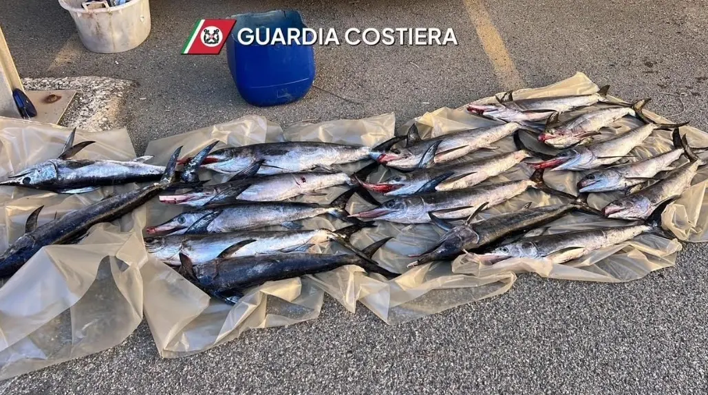 Pesce spada sottomisura, la Guardia costiera di Vibo sequestra 17 esemplari: multa da 1300 euro\n