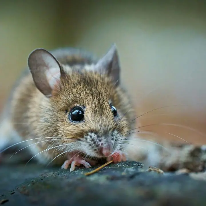 Topi nel plesso scolastico di Pizzoni: lezioni sospese per consentire la derattizzazione\n