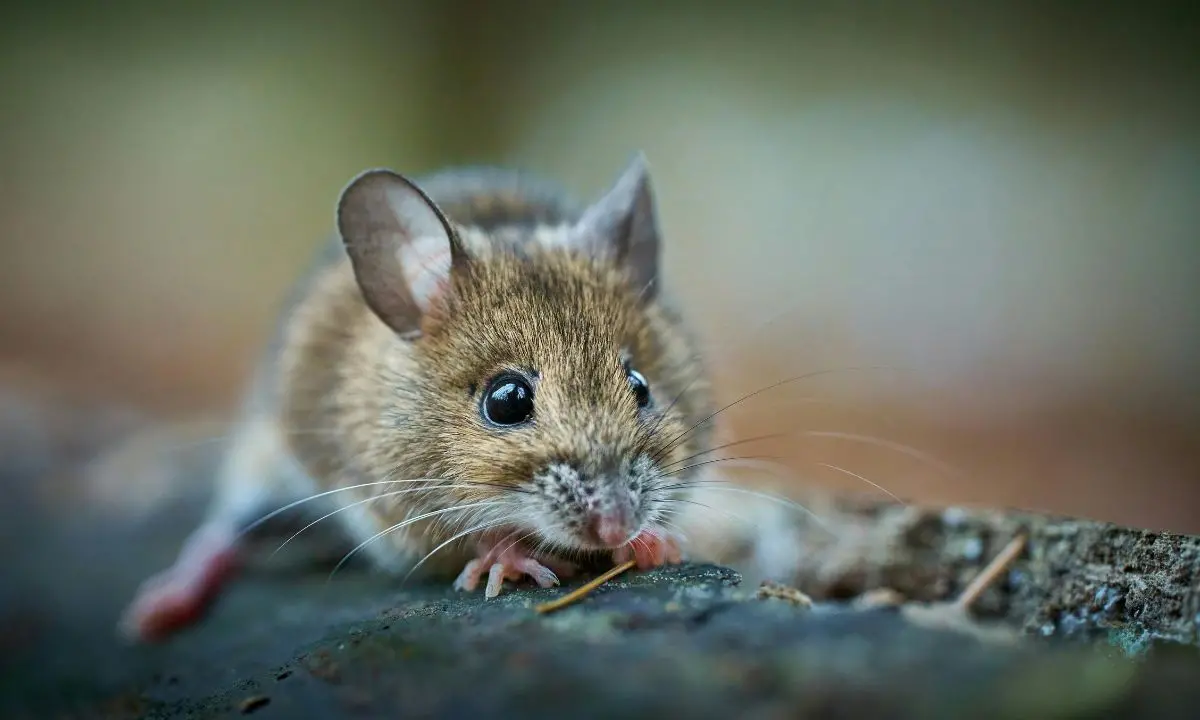 Topi nel plesso scolastico di Pizzoni: lezioni sospese per consentire la derattizzazione\n