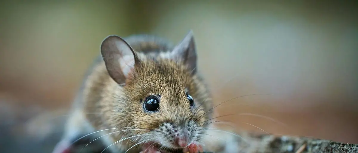 Topi nel plesso scolastico di Pizzoni: lezioni sospese per consentire la derattizzazione\n