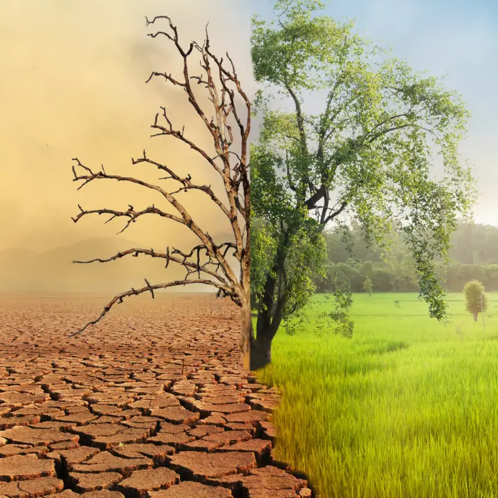 Ulivi che muoiono, invasi vuoti e montagne senza neve: il\u00A0vertice sul Clima in Brasile riguarda anche la Calabria e tutti noi\n