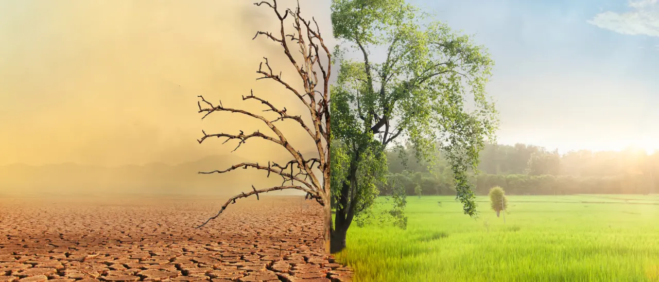 Ulivi che muoiono, invasi vuoti e montagne senza neve: il\u00A0vertice sul Clima in Brasile riguarda anche la Calabria e tutti noi\n