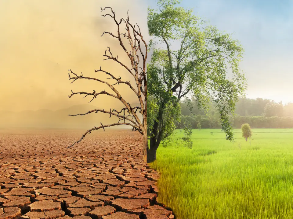 Ulivi che muoiono, invasi vuoti e montagne senza neve: il vertice sul Clima in Brasile riguarda anche la Calabria e tutti noi