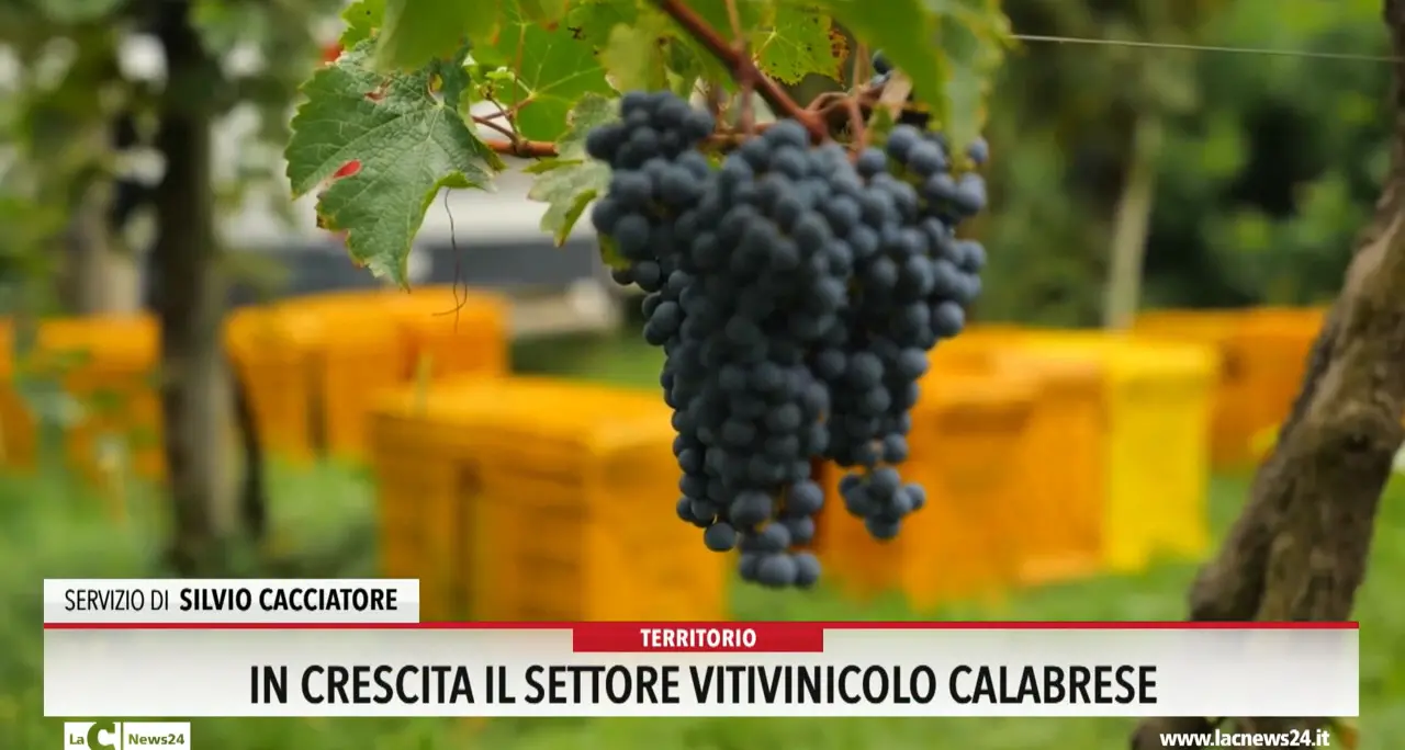 In crescita il settore vitivinicolo calabrese