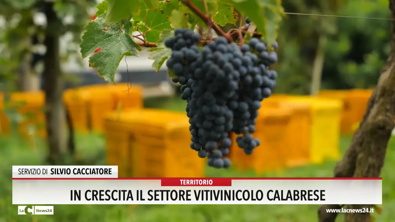In crescita il settore vitivinicolo calabrese