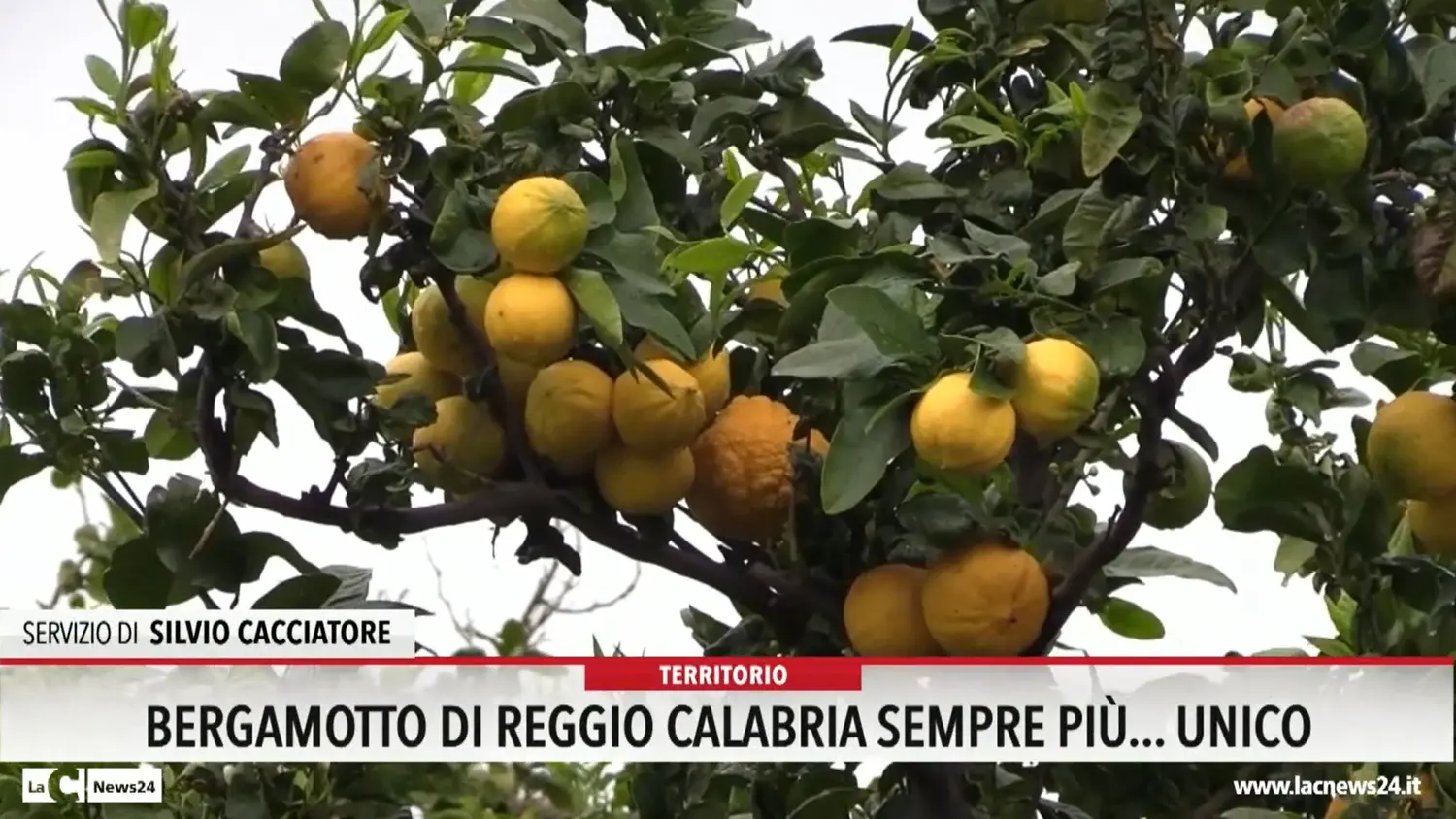 Bergamotto di Reggio Calabria sempre più unico