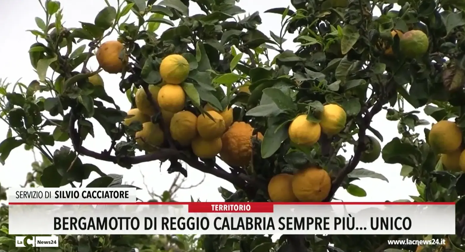 Bergamotto di Reggio Calabria sempre più unico