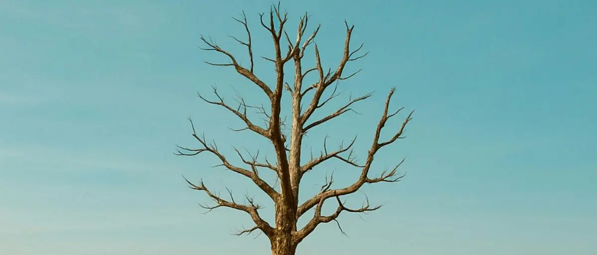 Fai per il clima, a Taverna passeggiate e talk: ecco il programma dell’evento “Il tempo della cura”\n