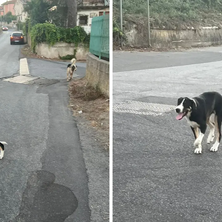 Vibo, avvelenati i cani del monumento a Nicholas Green: «L’ennesima prova che l’Umanità ha fallito»