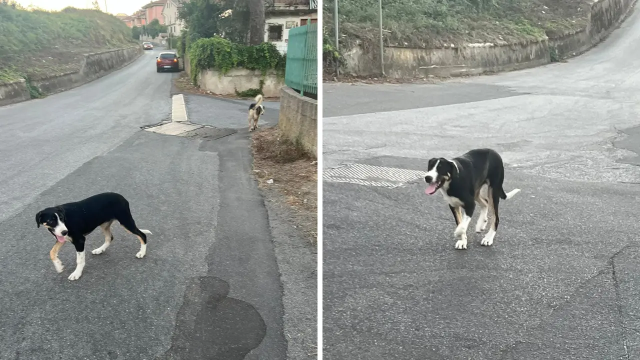 Vibo, avvelenati i cani del monumento a Nicholas Green: «L’ennesima prova che l’Umanità ha fallito»