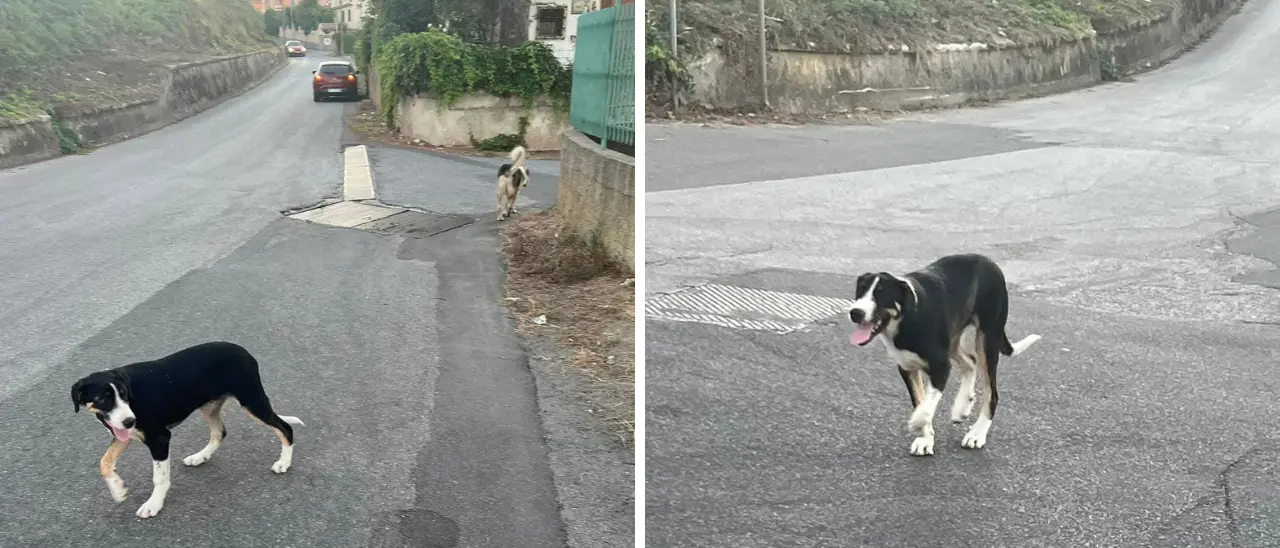 Vibo, avvelenati i cani del monumento a Nicholas Green: «L’ennesima prova che l’Umanità ha fallito»