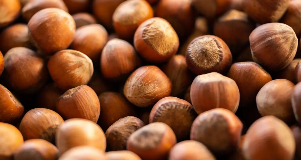 Crolla la produzione di nocciole, il Consorzio calabrese: «Servono interventi urgenti»\n