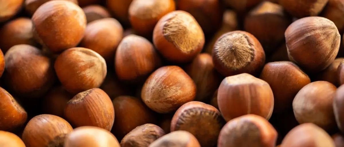 Crolla la produzione di nocciole, il Consorzio calabrese: «Servono interventi urgenti»\n