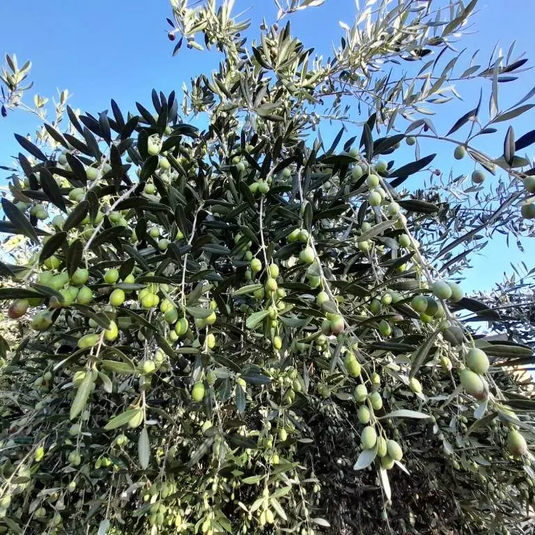 Cala il prezzo dell’olio extravergine, Coldiretti denuncia: «Colpa di abusi che stanno inquinando il mercato»\n