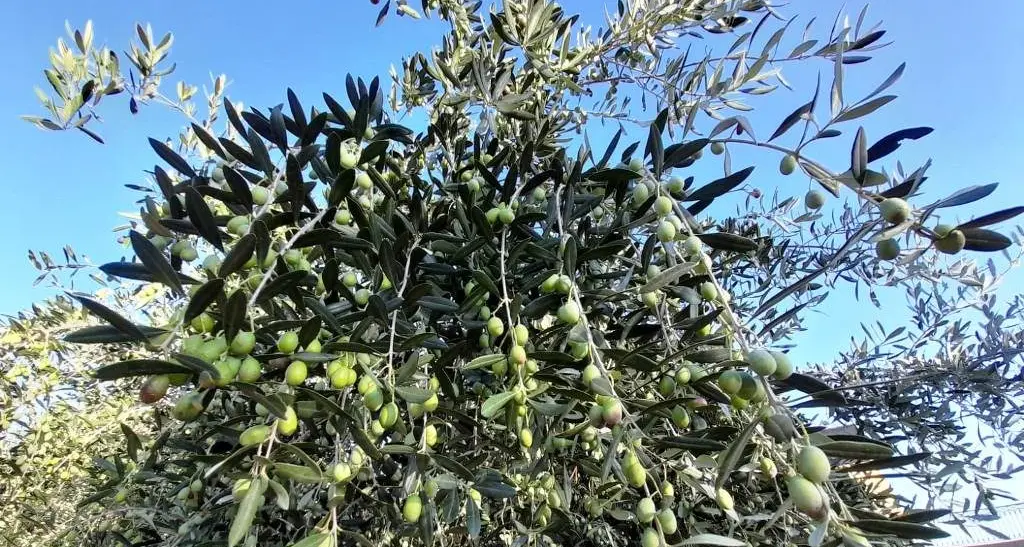 Cala il prezzo dell’olio extravergine, Coldiretti denuncia: «Colpa di abusi che stanno inquinando il mercato»\n