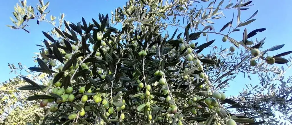 Cala il prezzo dell’olio extravergine, Coldiretti denuncia: «Colpa di abusi che stanno inquinando il mercato»\n