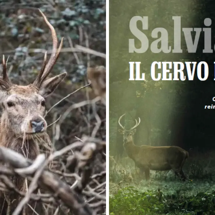 Il Parco delle Serre sul\u00A0National Geographic: scrigno di biodiversità e salvezza per il cervo italico che rischiava l’estinzione