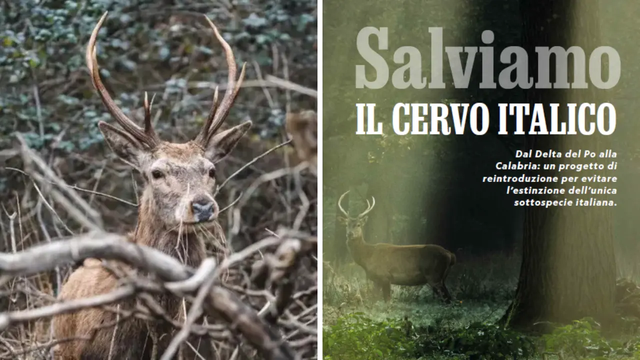 <p>Un esemplare di cervo italico nel Parco delle Serre, a destra la pagina del National Geographic dedicata</p>\\n