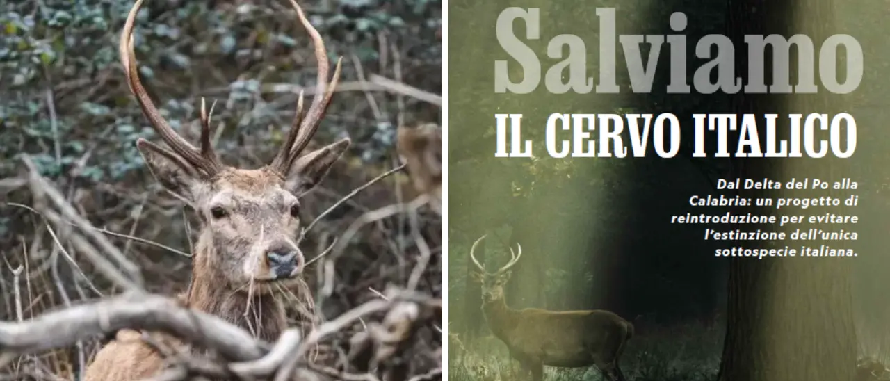 Il Parco delle Serre sul\u00A0National Geographic: scrigno di biodiversità e salvezza per il cervo italico che rischiava l’estinzione