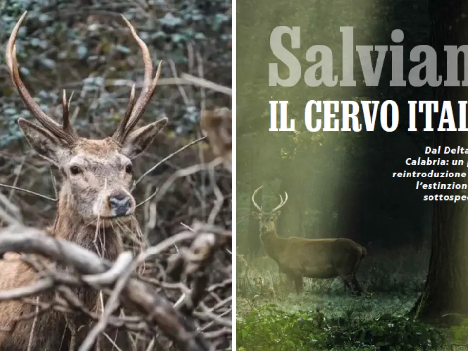 Il Parco delle Serre sul National Geographic: scrigno di biodiversità e salvezza per il cervo italico che rischiava l’estinzione