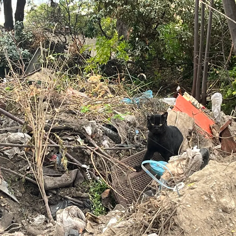 Baracche diroccate popolate da gatti e rifiuti, via Fratelli Spagnolo a Reggio ancora in attesa\u00A0di\u00A0riqualificazione\n