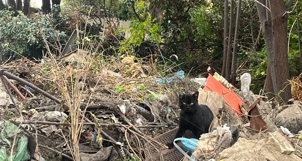 Baracche diroccate popolate da gatti e rifiuti, via Fratelli Spagnolo a Reggio ancora in attesa\u00A0di\u00A0riqualificazione\n