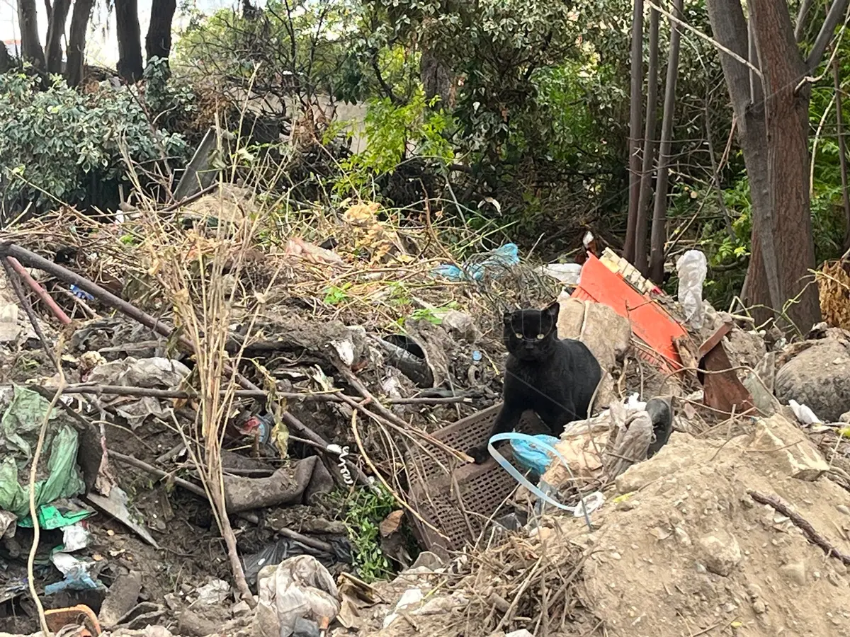 Baracche diroccate popolate da gatti e rifiuti, via Fratelli Spagnolo a Reggio ancora in attesa\u00A0di\u00A0riqualificazione\n