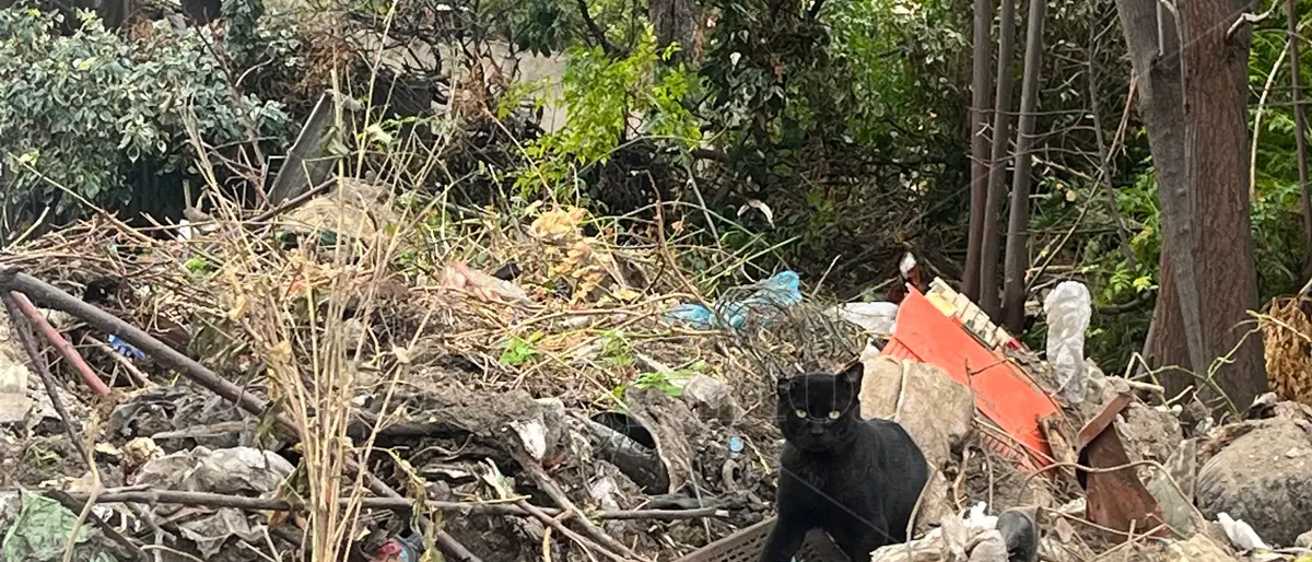 Baracche diroccate popolate da gatti e rifiuti, via Fratelli Spagnolo a Reggio ancora in attesa\u00A0di\u00A0riqualificazione\n