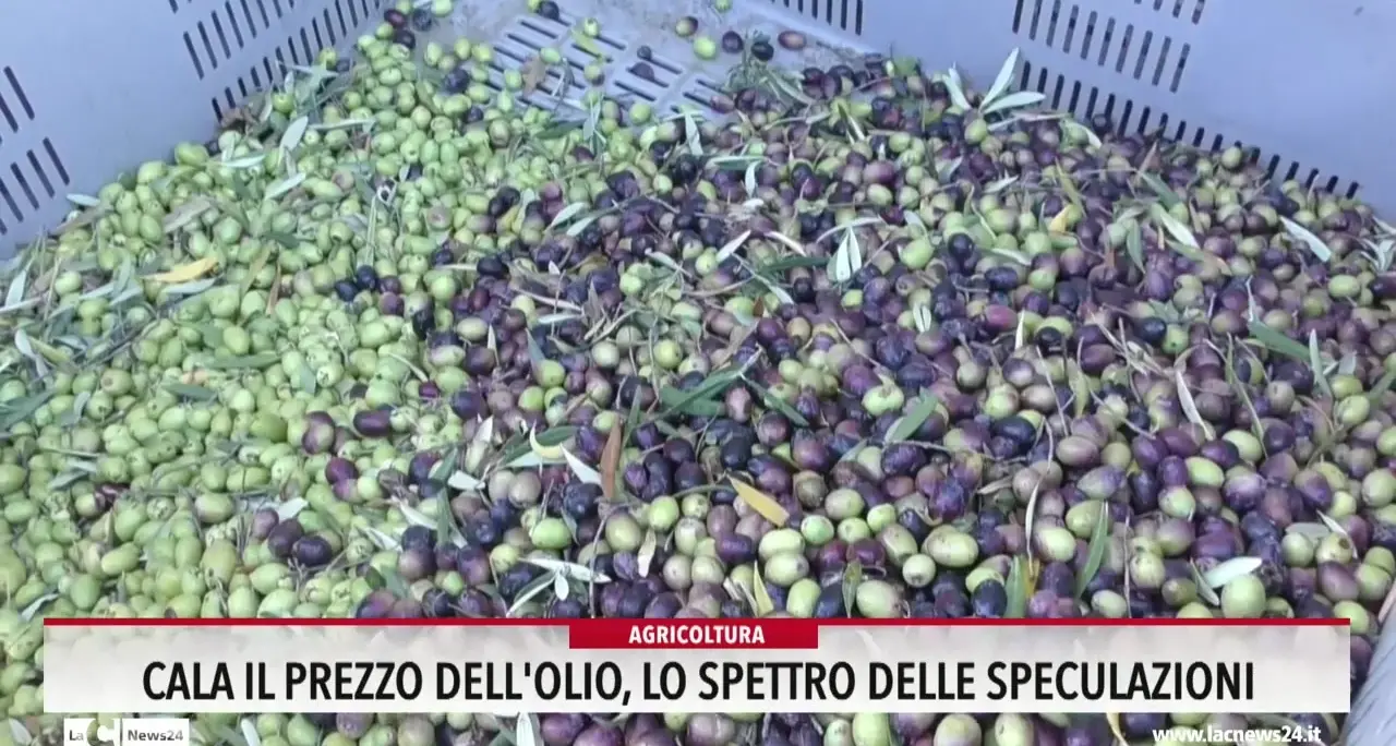Cala il prezzo dell'olio, lo spettro delle speculazioni