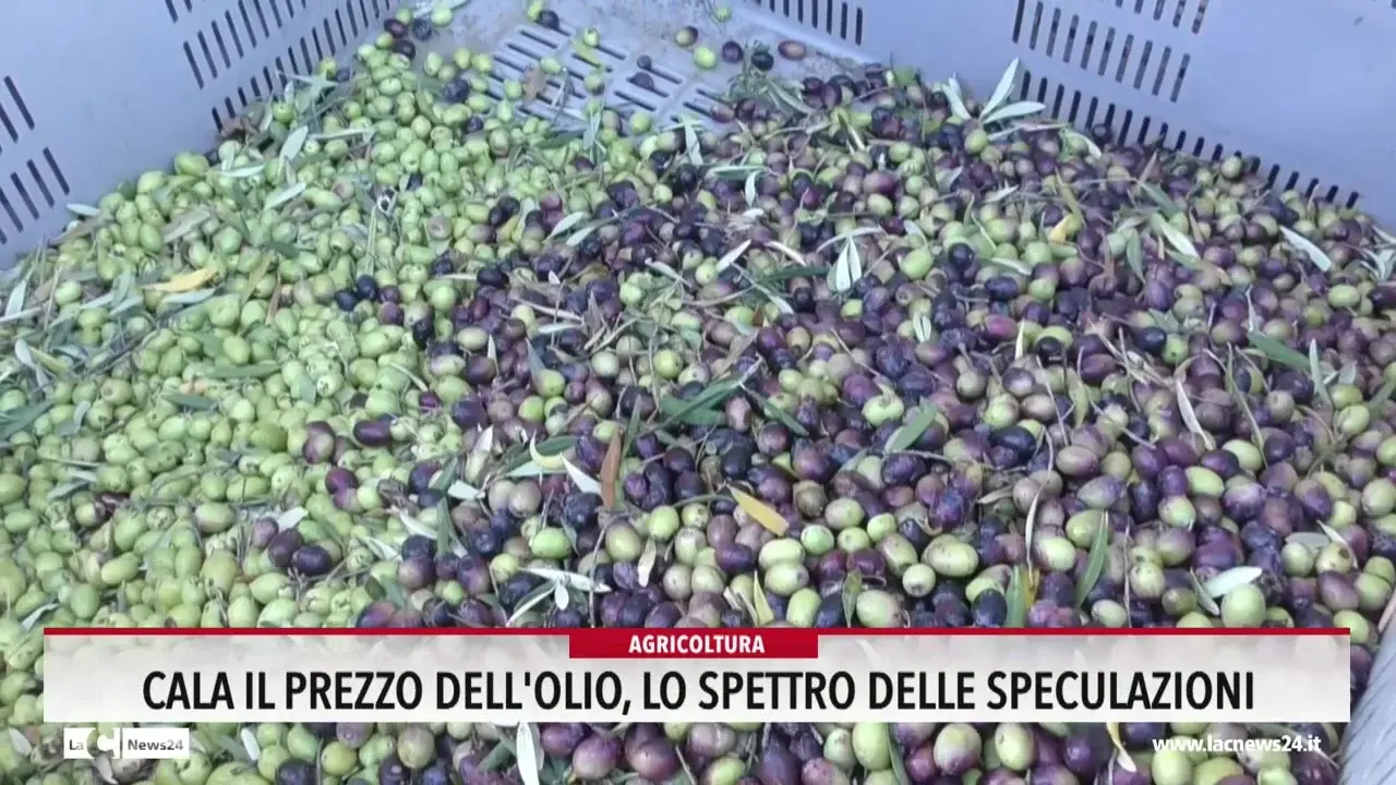 Cala il prezzo dell'olio, lo spettro delle speculazioni