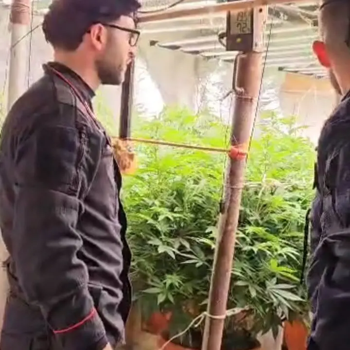 Platì, scoperto un bunker con una piantagione di marijuana “indoor”: denunciati padre e figlio\n