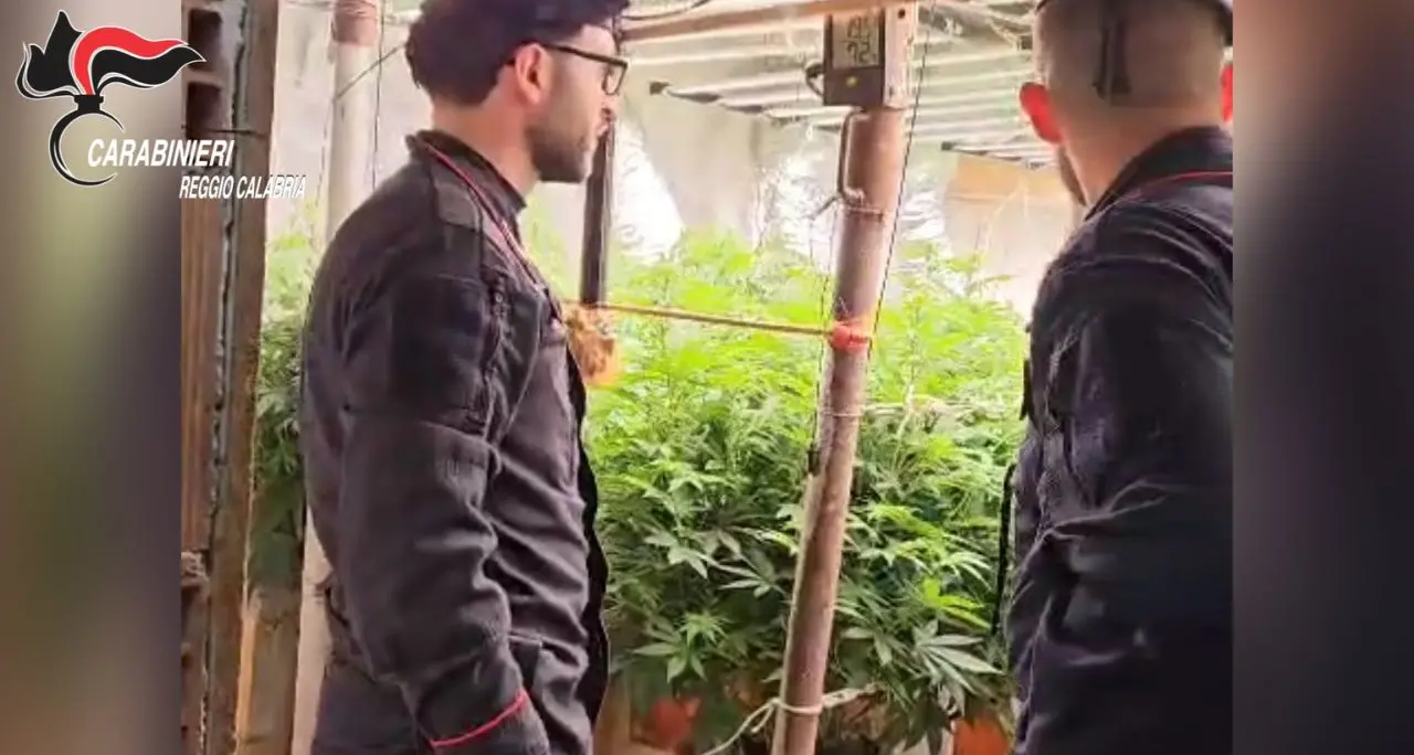Platì, scoperto un bunker con una piantagione di marijuana “indoor”: denunciati padre e figlio\n