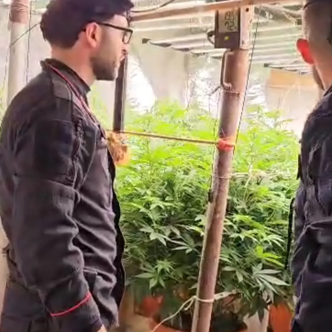 A Platì scoperto dai carabinieri un bunker con piantagione indoor di marijuana