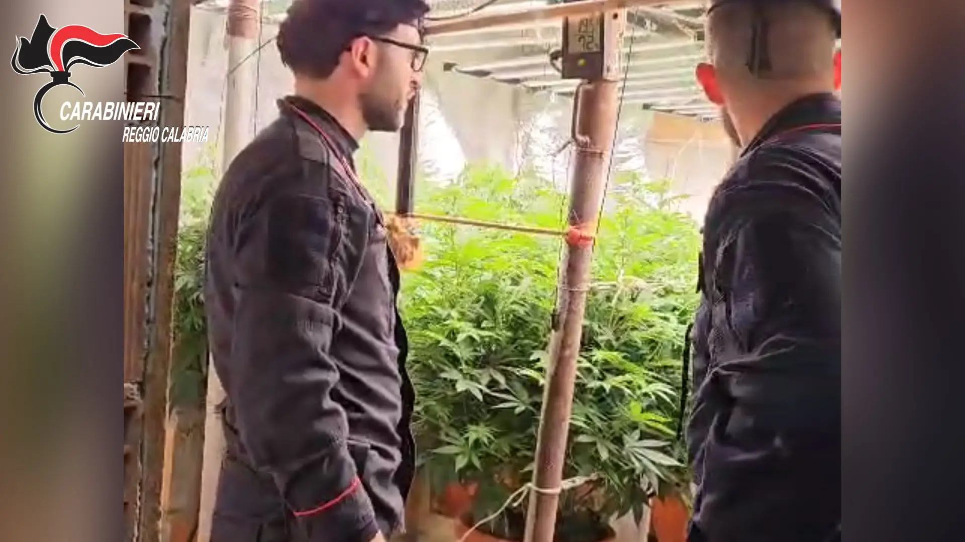 A Platì scoperto dai carabinieri un bunker con piantagione indoor di marijuana