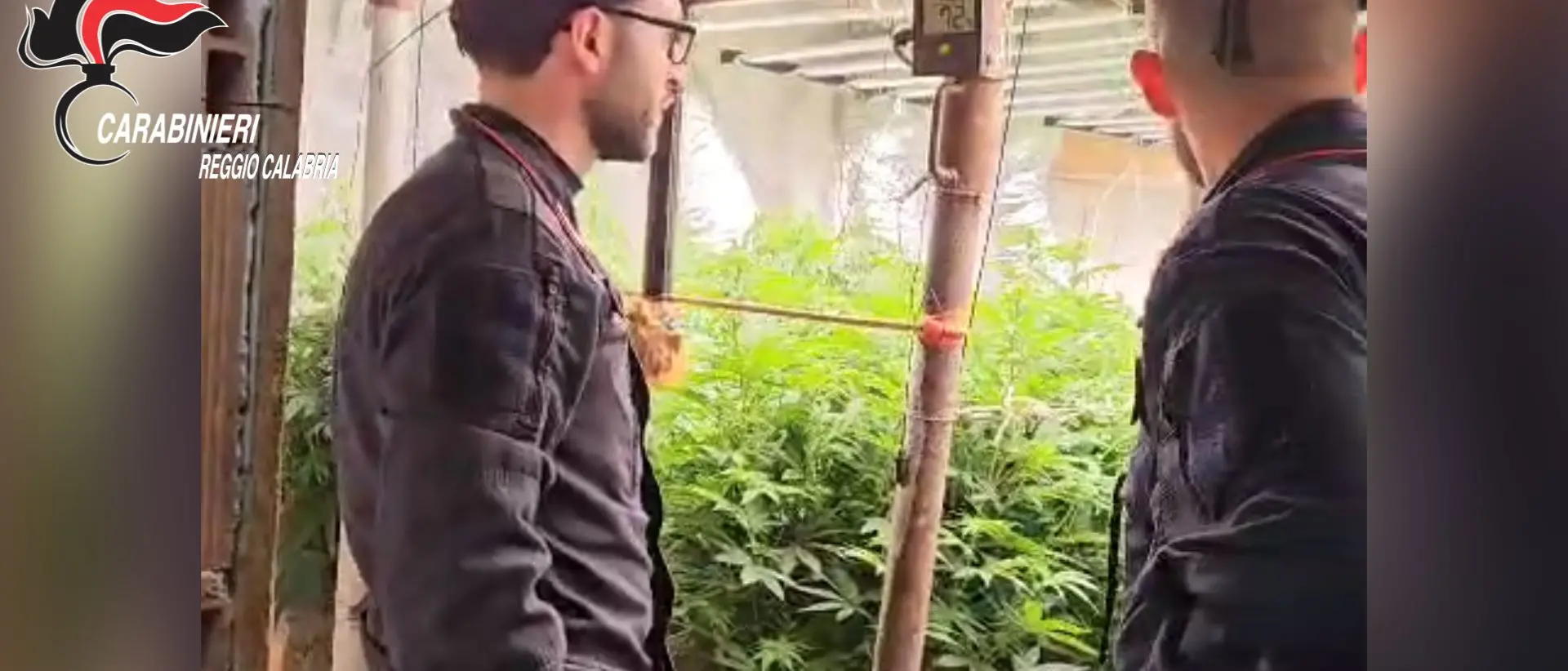 A Platì scoperto dai carabinieri un bunker con piantagione indoor di marijuana