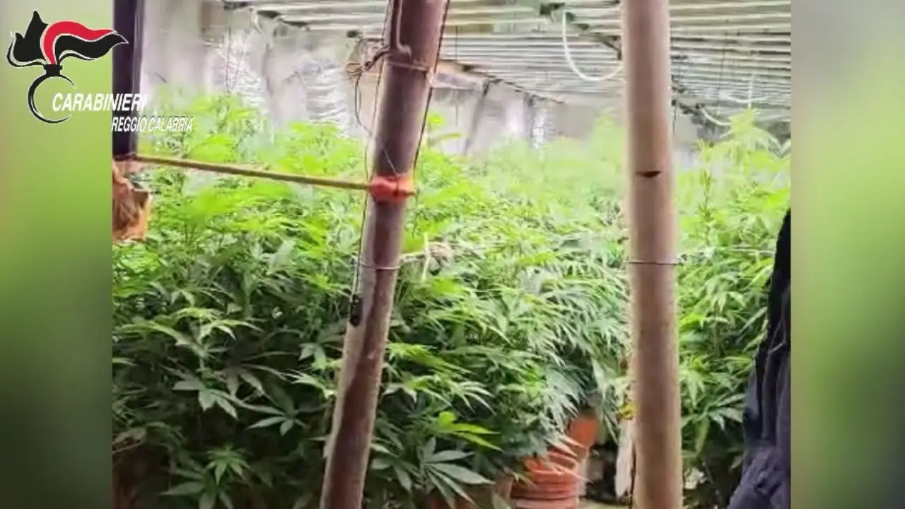 Platì, scoperto un bunker sotterraneo con piantagione di marijuana: padre e figlio denunciati