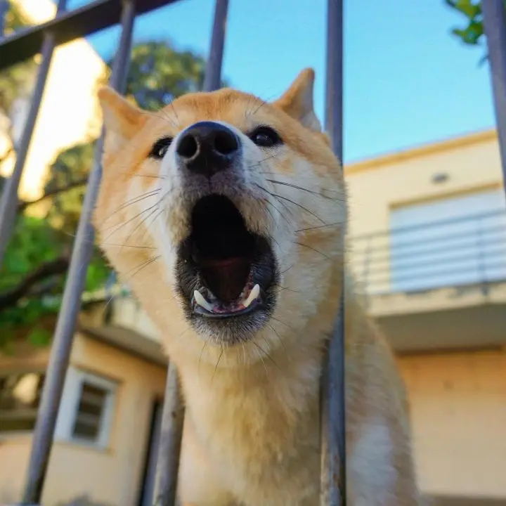 Quando il cane abbaia troppo scatta il maxi-risarcimento: la Cassazione riscrive i rapporti tra i vicini di casa\n