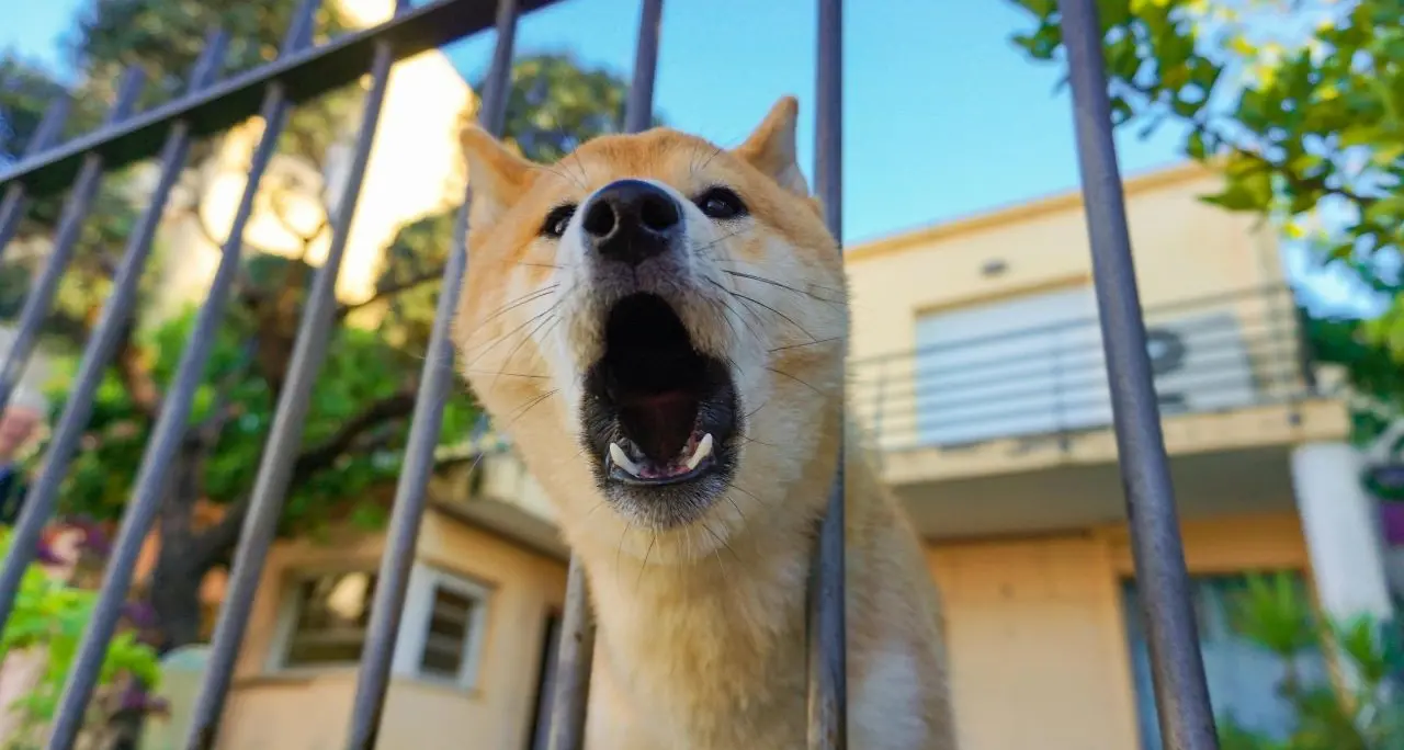 Quando il cane abbaia troppo scatta il maxi-risarcimento: la Cassazione riscrive i rapporti tra i vicini di casa\n