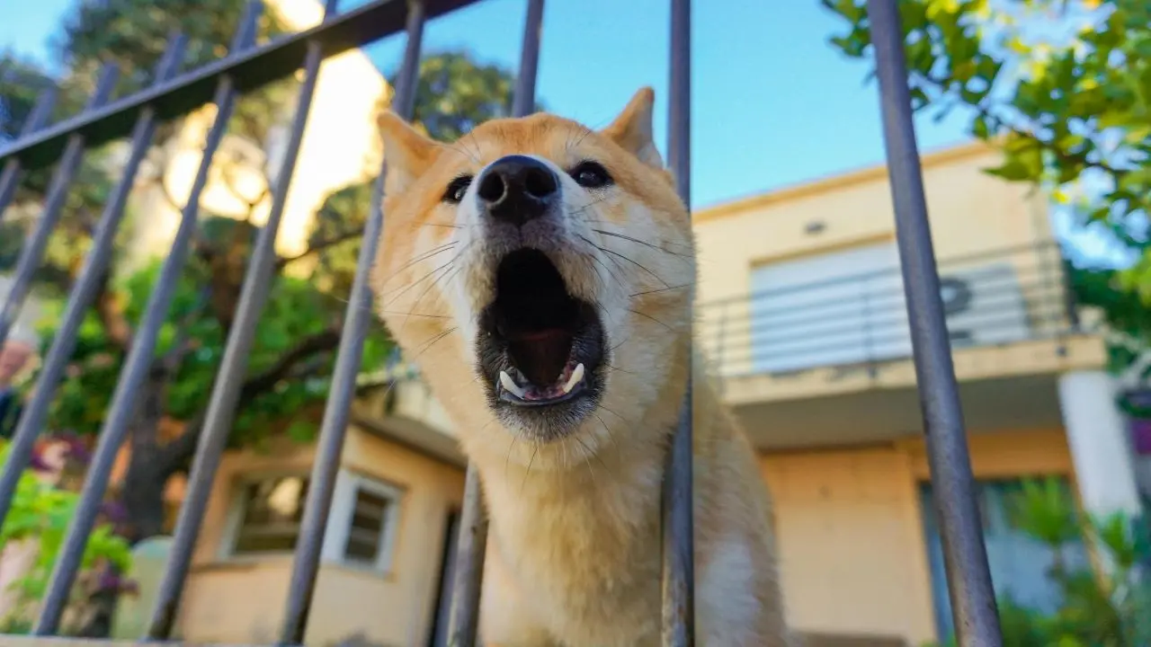 Quando il cane abbaia troppo scatta il maxi-risarcimento: la Cassazione riscrive i rapporti tra i vicini di casa\n