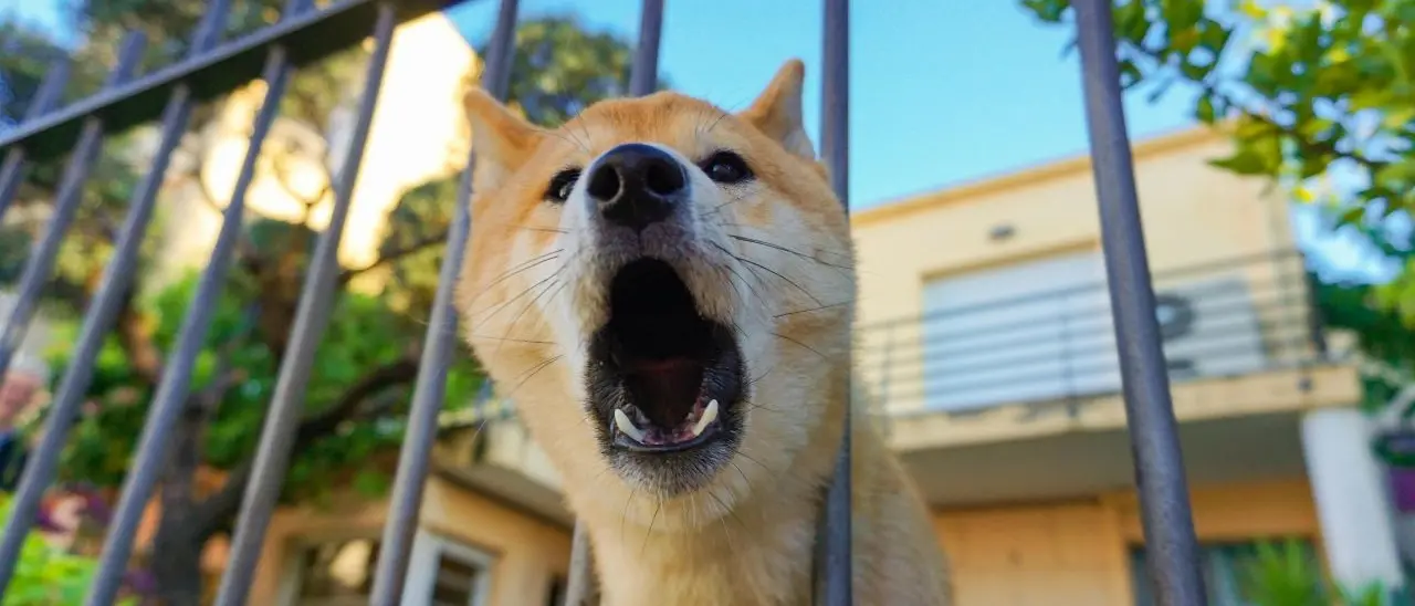 Quando il cane abbaia troppo scatta il maxi-risarcimento: la Cassazione riscrive i rapporti tra i vicini di casa\n