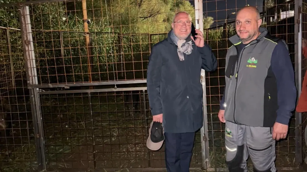 Zumpano, catturati i quattro cinghiali che avevano scatenato il panico nel parcheggio dell’area commerciale\n