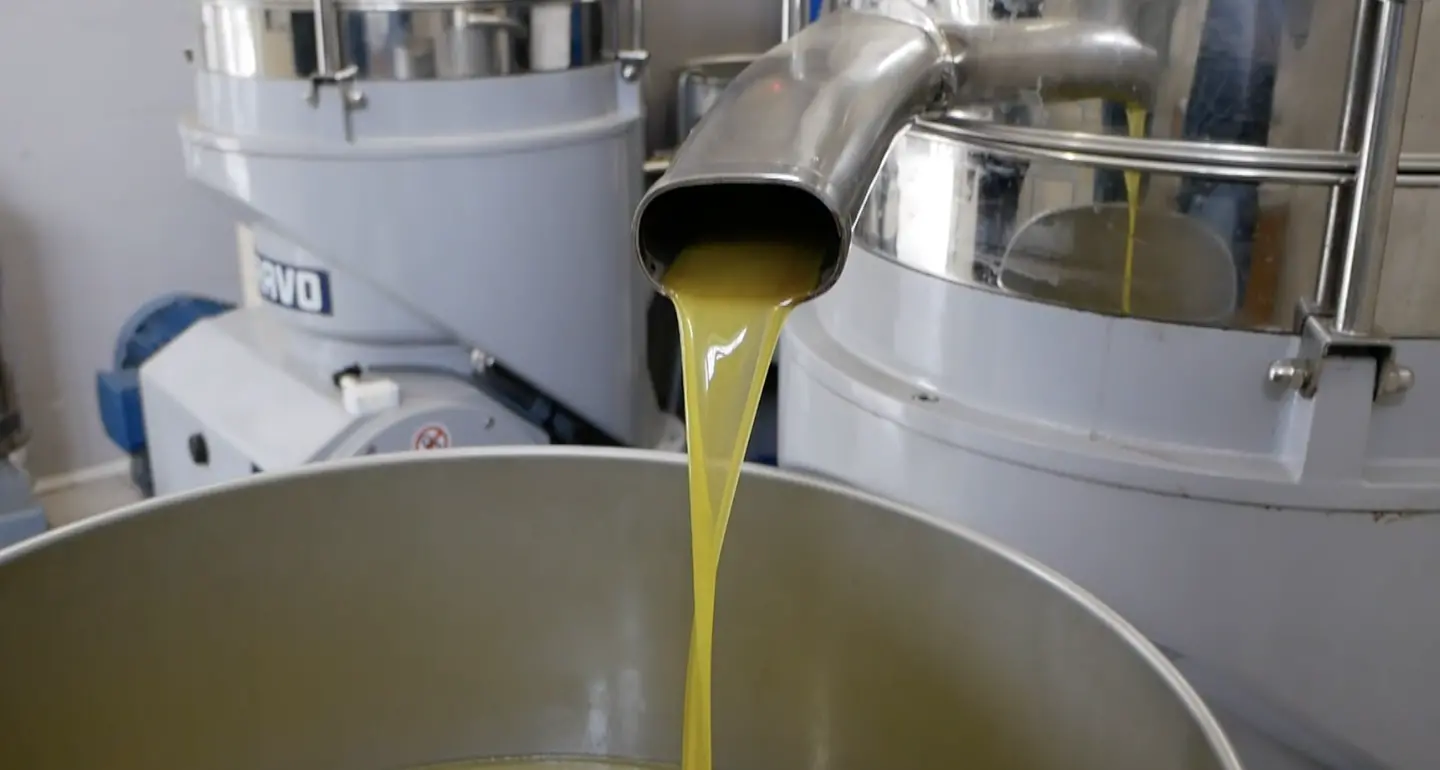 «Difenderemo l’olio calabrese dalle speculazioni»: Gallo (e la Regione) in campo per tutelare i produttori\n