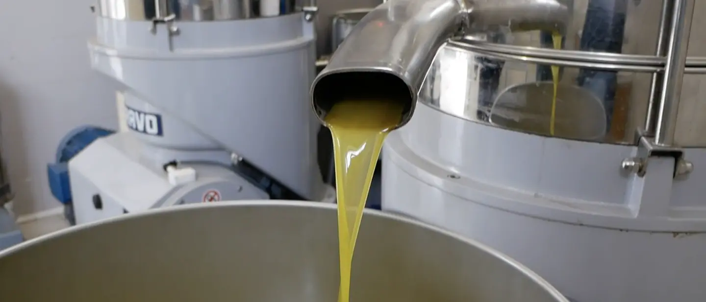 «Difenderemo l’olio calabrese dalle speculazioni»: Gallo (e la Regione) in campo per tutelare i produttori\n