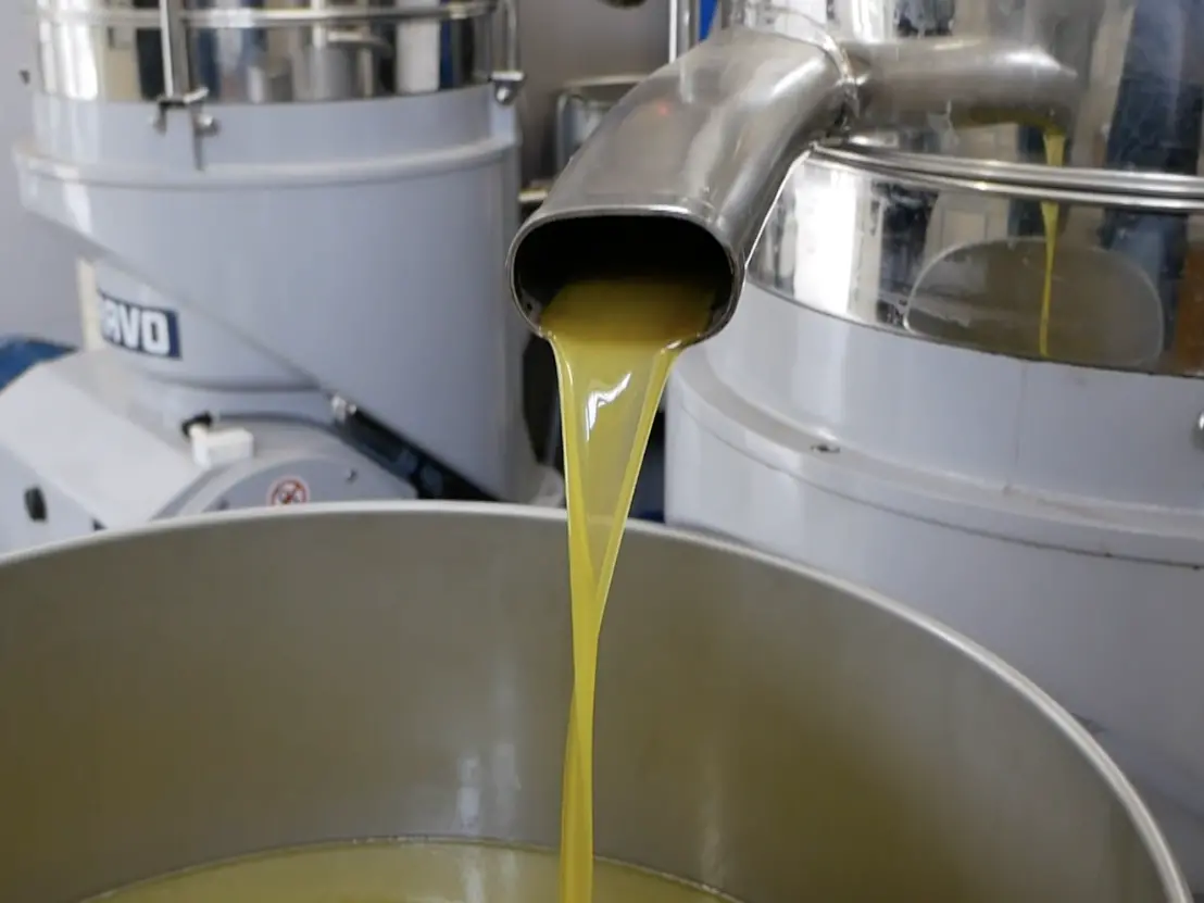 «Difenderemo l’olio calabrese dalle speculazioni»: Gallo (e la Regione) in campo per tutelare i produttori