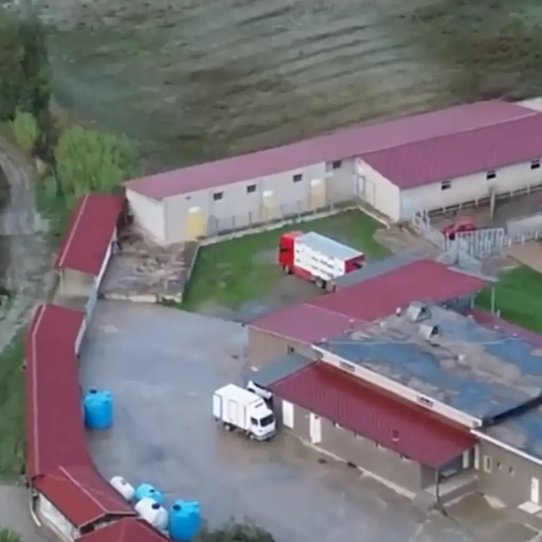 Blitz dei Nas di Cosenza, un arresto e tre tonnellate di carne sequestrata