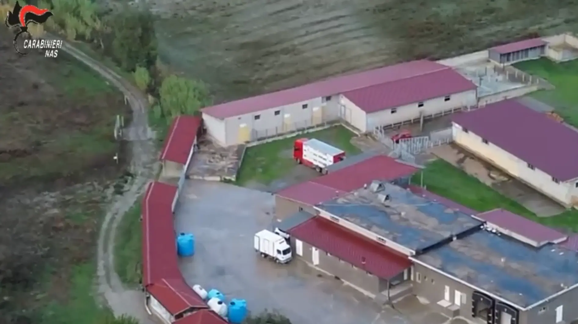 Crotone,\u00A0cavalli da corsa macellati senza autorizzazione:\u00A0un arresto e\u00A03 tonnellate di carne sequestrate\n